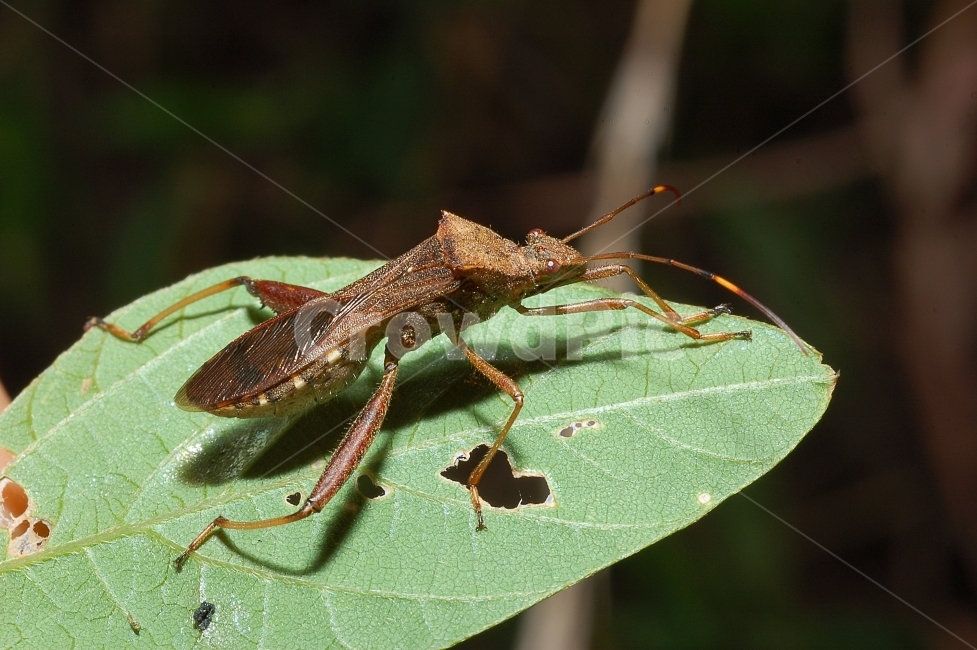 자연,곤충,접사,벌레,근접촬영,Closeup,nature,insects,노린재,초록,톱다리개미허리노린재,동물,animal,곤충,벌레,insect,bug