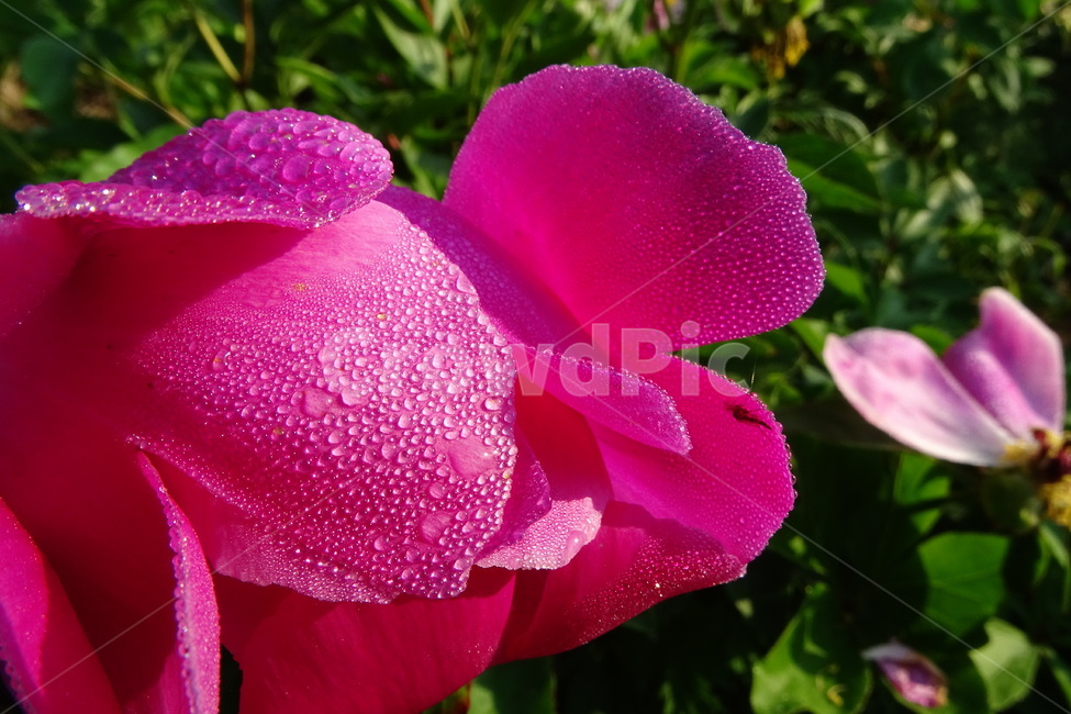 작약,이슬,봄,꽃,함박꽃,식물,자연,plants,nature,꽃,flower