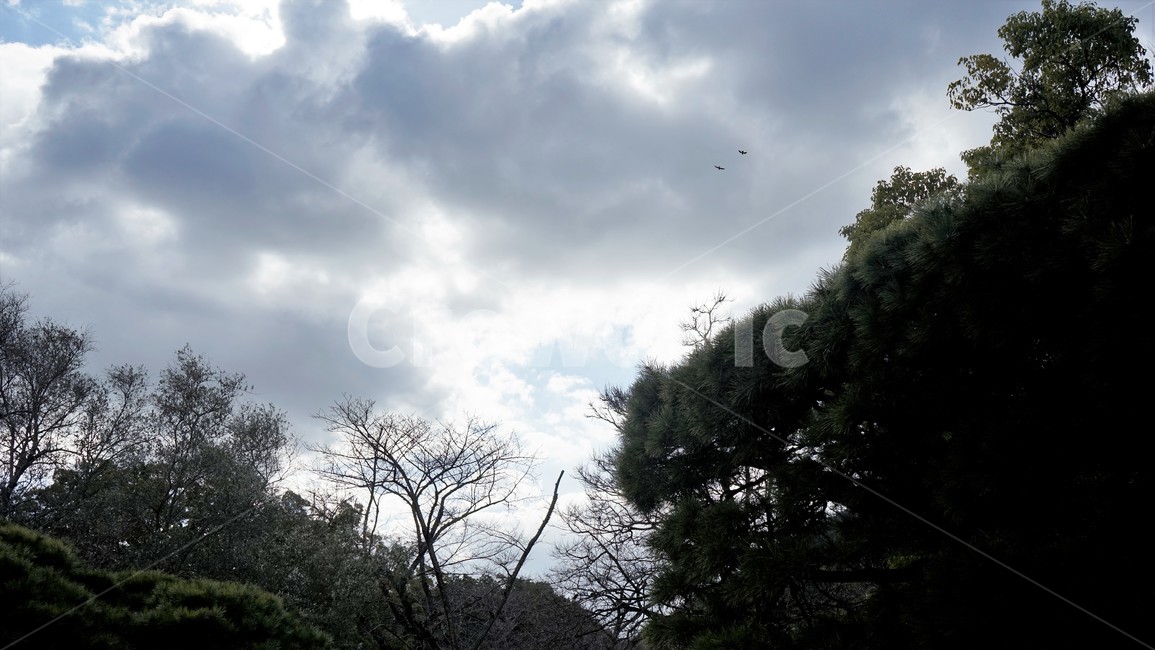 겨울,구름,하늘,파랑,흰색,건물,pinetree,nature,sky,branches,cloudy,리쓰린공원,일본,가가와현,Ritsturingarden,Kagawa,Japan,자연,풍경,nature,landscape,tree,나무,plant,식물,fir,전나무