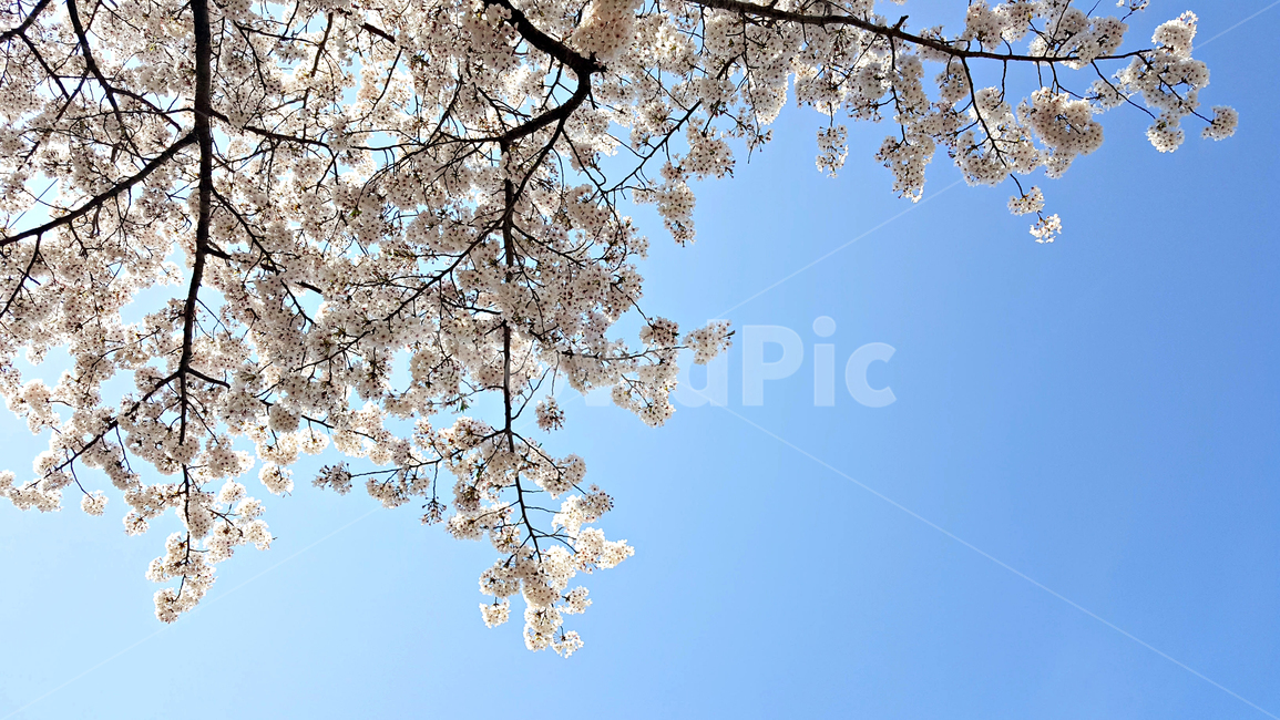 꽃,blossom,cherryblossom,식물,plant,벚꽃,벚나무