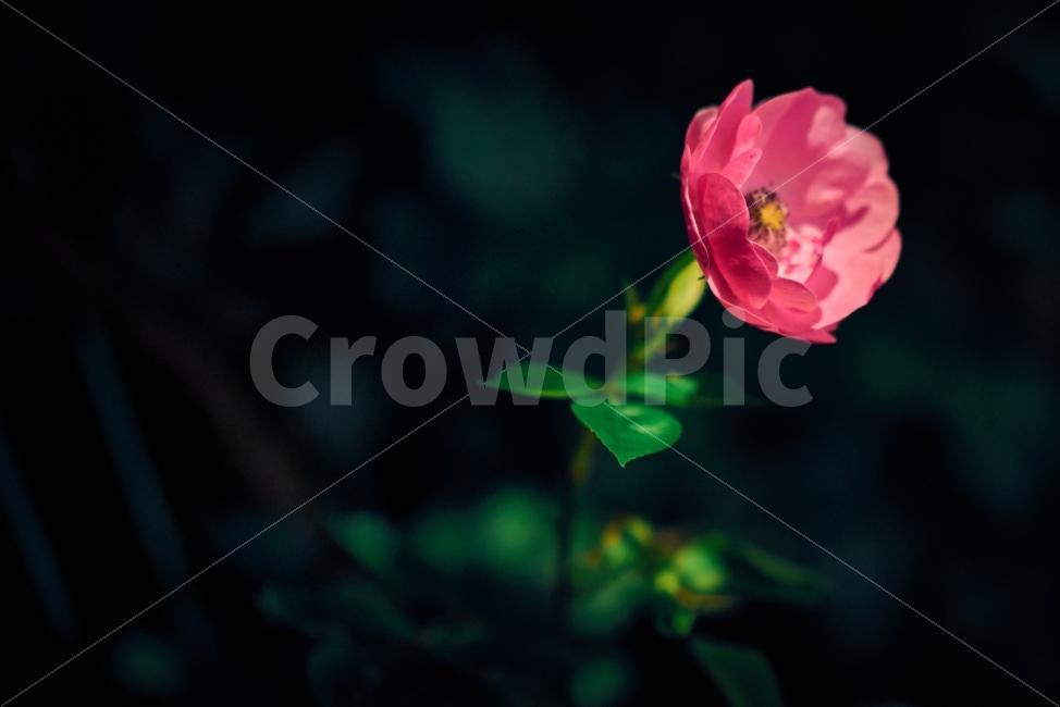 장미,분홍,분홍장미,어둠,빛,꽃,나뭇잎,화려,가시,식물,자연,plants,nature,꽃,flower,감성,sensible,feeling,색깔,색상,색채,색감,color sense,color sensitivity,feeling of color
