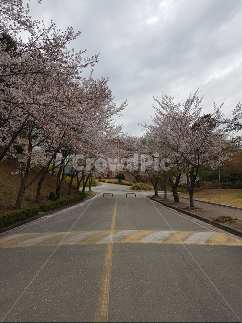 벚꽃,경치,풍경,자연,꽃,나무