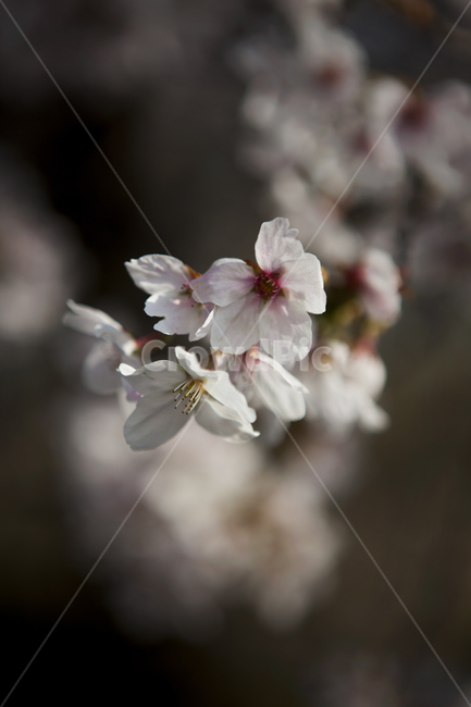 벚꽃,봄꽃,꽃,봄,식물,벚나무,봄,계절,spring,season,식물,자연,plants,nature,꽃,flower,plant,blossom