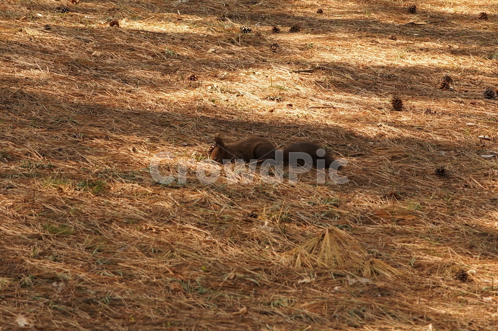 청설모,대릉원,솔밭,daereungwonancienttombs,eurasianredsquirrel,동물,설치류,동물,animal,포유류,mammal