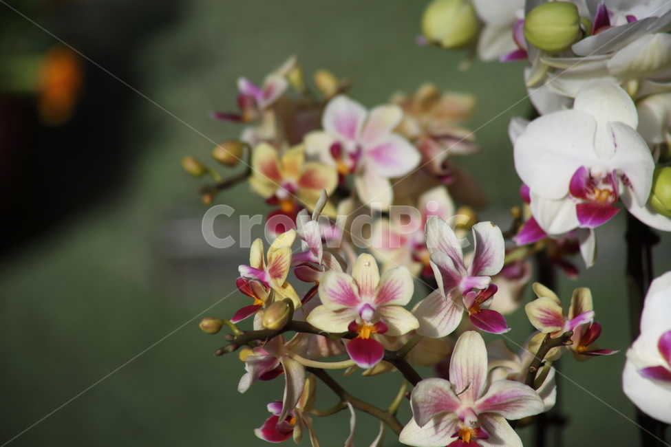 호접란,팔레놉시스,꽃,식물,phaelenopsis,식물,자연,plants,nature,꽃,flower