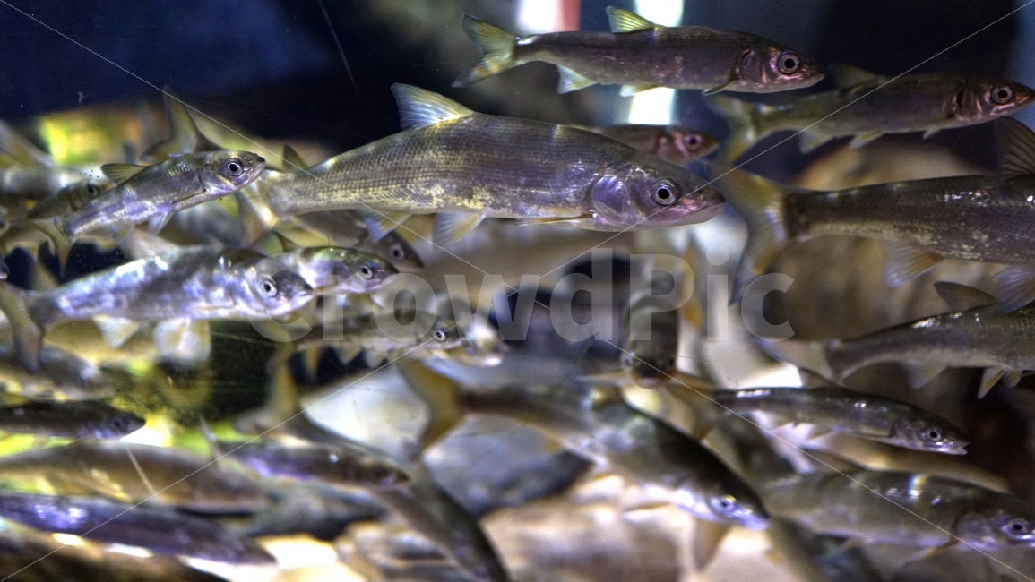 물고기,잉어,열대어,붕어,생선,어류,수족관,낙시,fish,어항,금붕어,수산,해양,바다,생물,동물,물속,바다속,바닷속,animal,수중,생명,자연,nature,물결,동물,animal,어류,물고기,fish