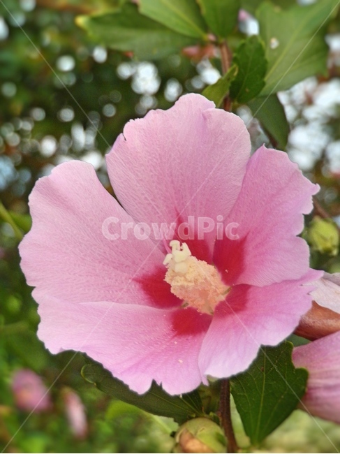 꽃,부용,길거리,핑크색,색감,flower,pink,color,식물,자연,plants,nature,꽃,flower