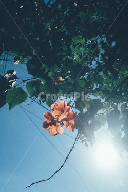 꽃,여름,플라워,길거리,스냅,일상,빨간문,꽃송이,장미,하늘,식물,자연,plants,nature,꽃,flower,감성,sensible,feeling