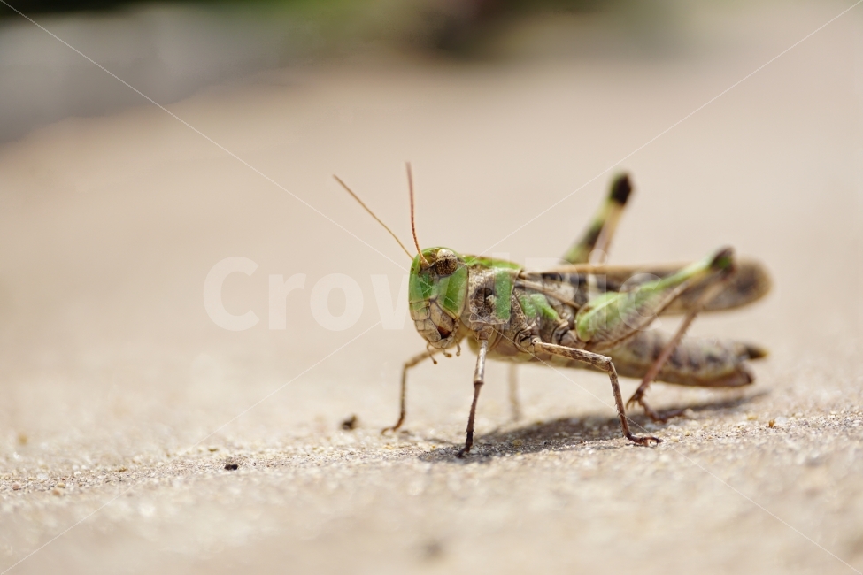 메뚜기,곤충,벌레,동물,자연,여름,8월,insect,nature,summer,animal,동물,animal,곤충,벌레,insect,bug