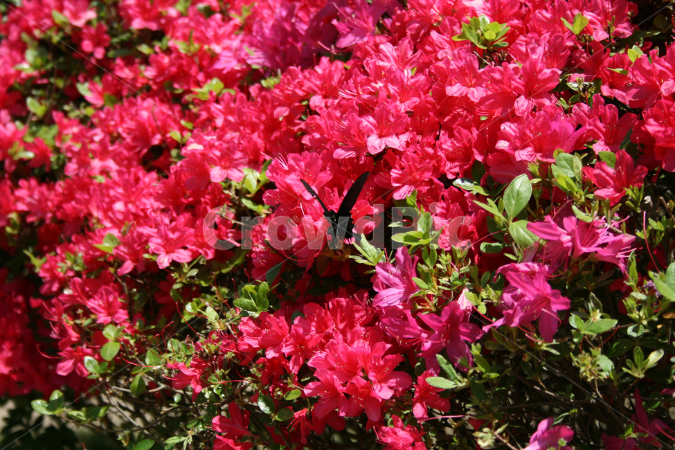 철쭉,꽃,붉은,나비,검은나비,식물,식물,자연,plants,nature,꽃,flower,동물,animal,곤충,벌레,insect,bug