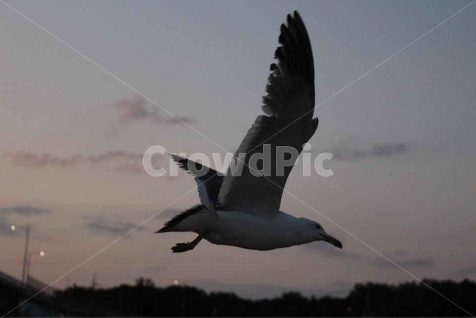 갈매기,비상,bird,새,flying,나는,동물,seagull,동물,animal,조류,새,birds