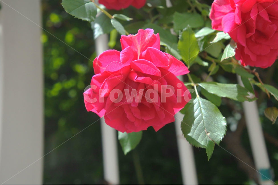 자연,장미,로즈,색감,초록,빨강,빨간색,초록색,green,red,rose