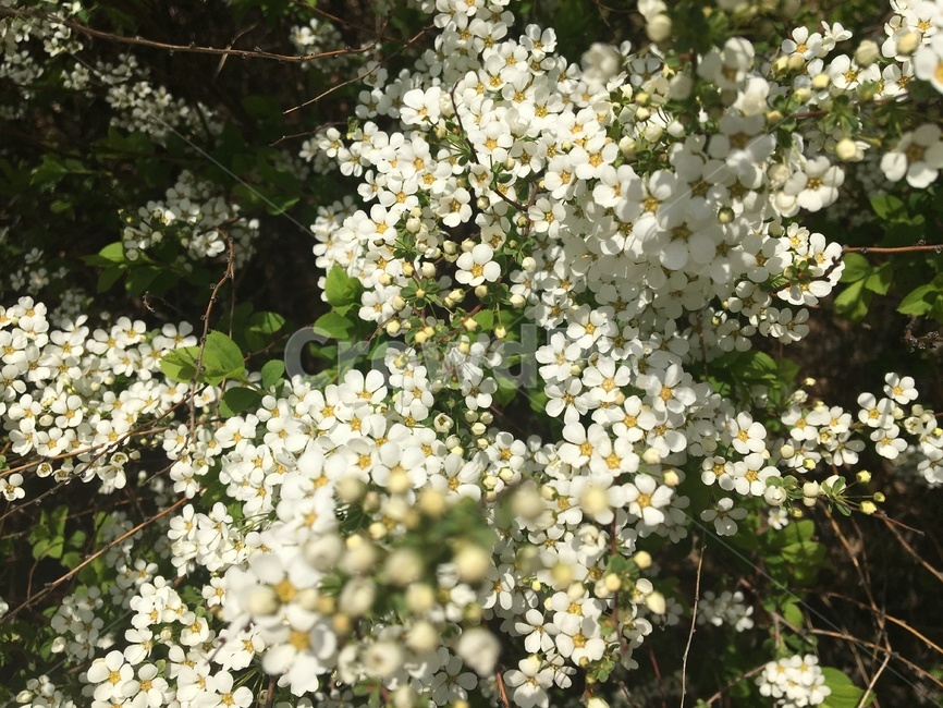 식물,flower,꽃,조팝,조팝나무