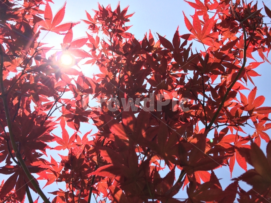 단풍,하늘,나무,가을,레드,가을,계절,fall,autumn,season,식물,자연,plants,nature,leaf,잎,plant,tree,maple