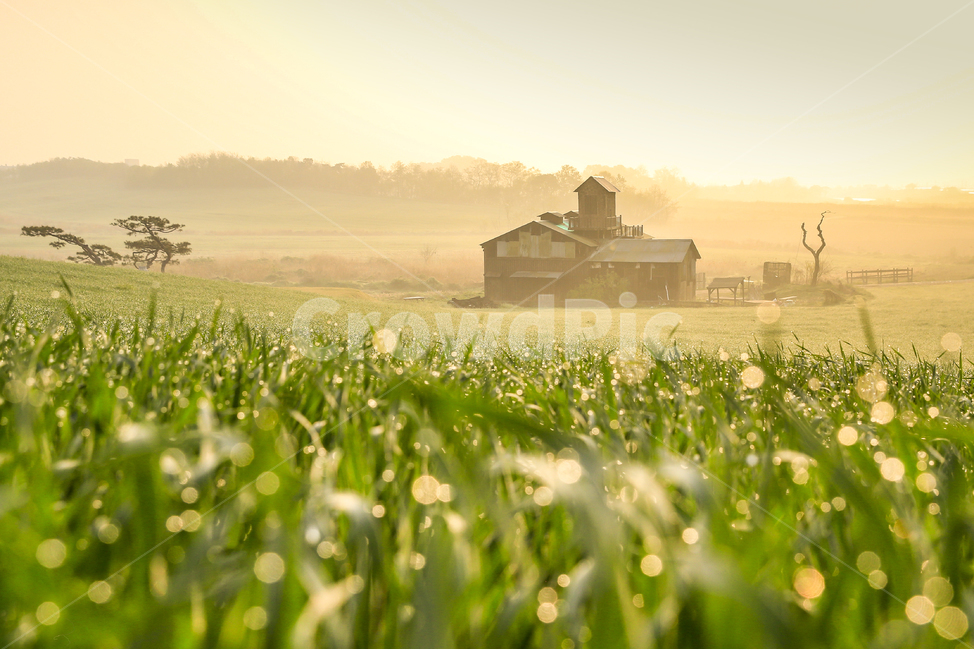 nature,자연,field,들,목초지,봄,이슬,아침,목장,자연,풍경,nature,landscape