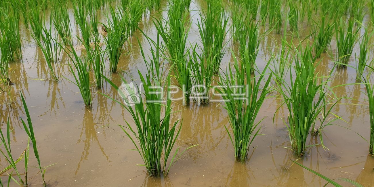 oryzasativa, asianrice, rice, oryza, poaceae, 사진,이미지,일러스트,캘리그라피 - 낙서쟁이작가