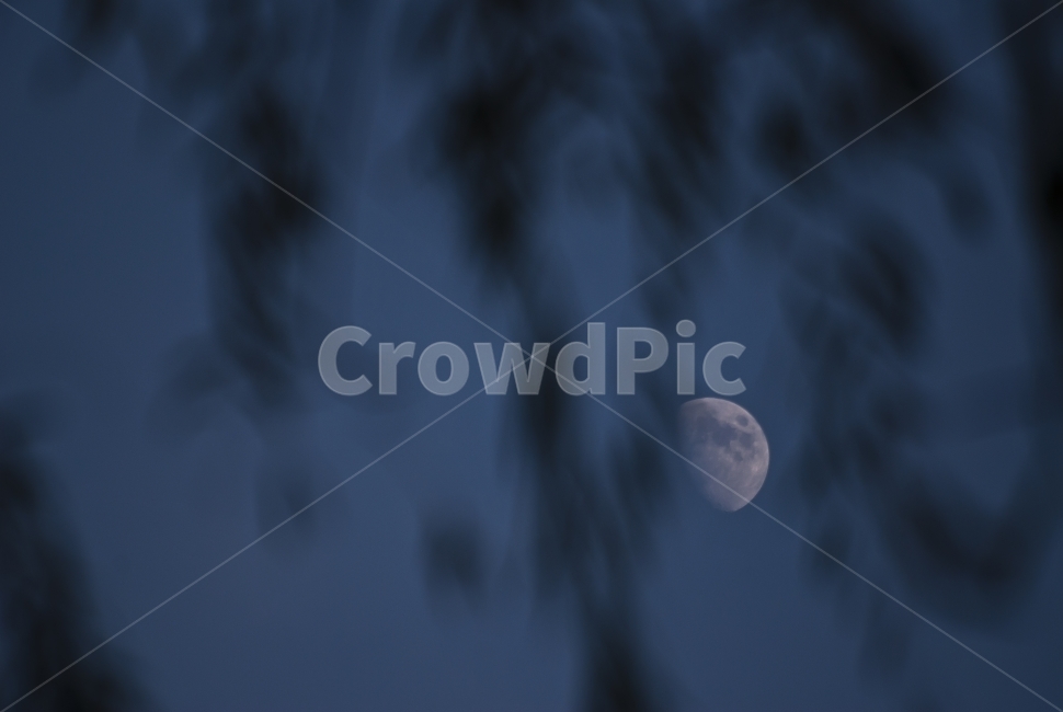버드나무,나무,하늘,밤,달,자연,풍경,nature,landscape,야경,밤,nightscape,night,outdoors,옥외,universe,우주,astronomy,천문학,outer space,대기권 밖,space