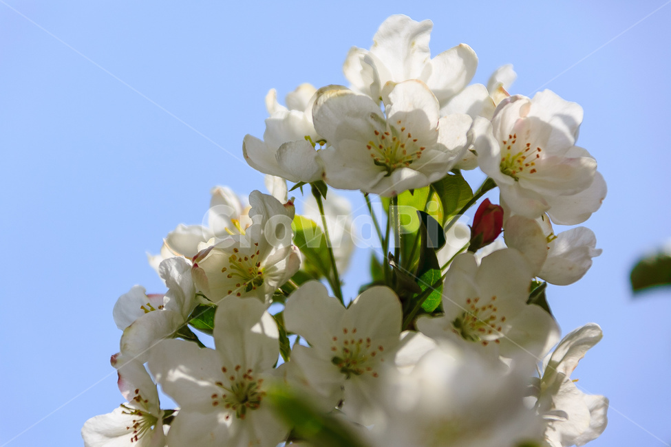 사과꽃,하늘,꽃,과일꽃,정원,식물,자연,plants,nature,꽃,flower