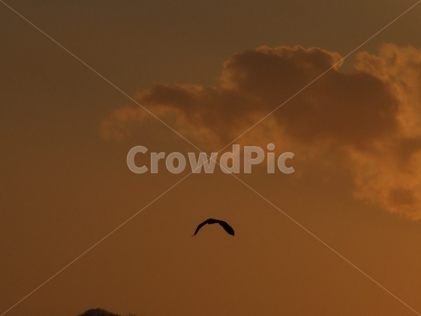 하늘,sky,구름,cloud,풍경,동물,animal,조류,새,birds,실루엣,그림자,silhouette,shadow