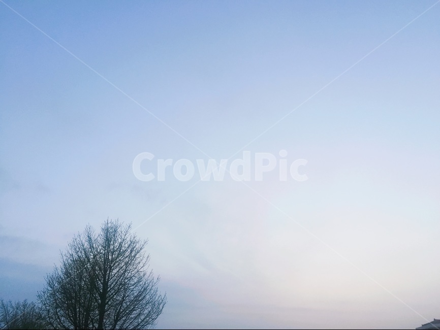 나무,겨울,풍경,몽환,쓸쓸함,파란색,차가움,자연,풍경,nature,landscape,outdoors,옥외