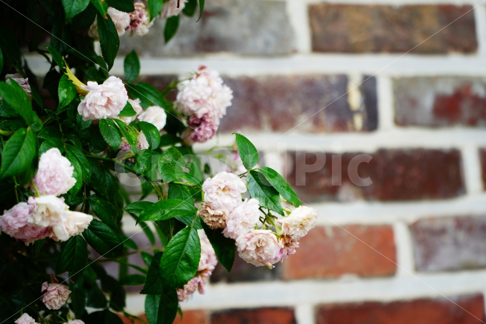 장미,꽃,벽,분홍,정물,식물,자연,plants,nature,꽃,flower
