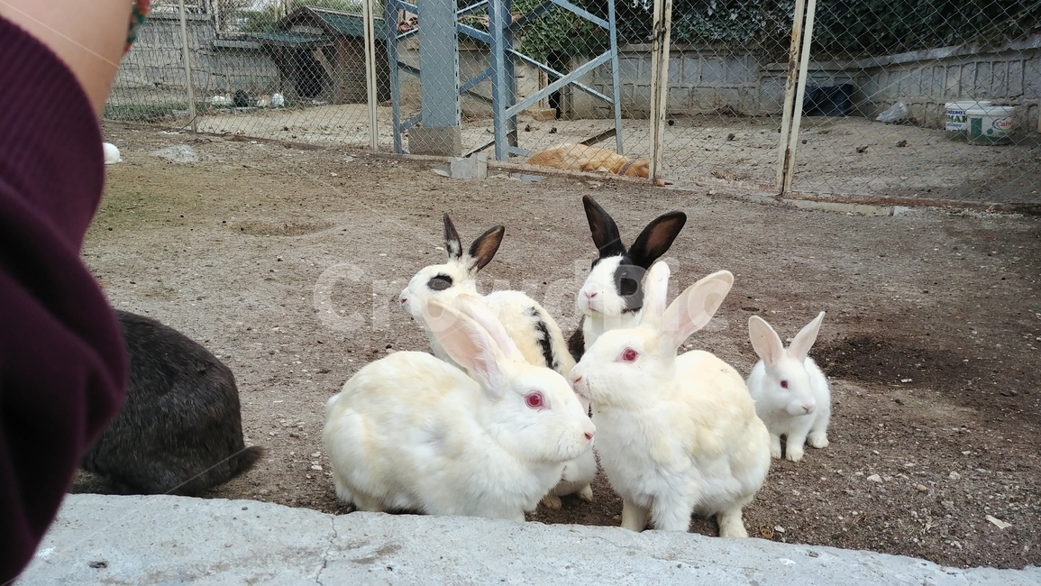 토끼,애완동물,rabbit,pet,animal,동물,동물,animal,포유류,mammal
