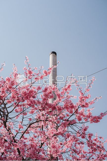 겹벚꽃,벚꽃,봄,감성,자연,계절,꽃