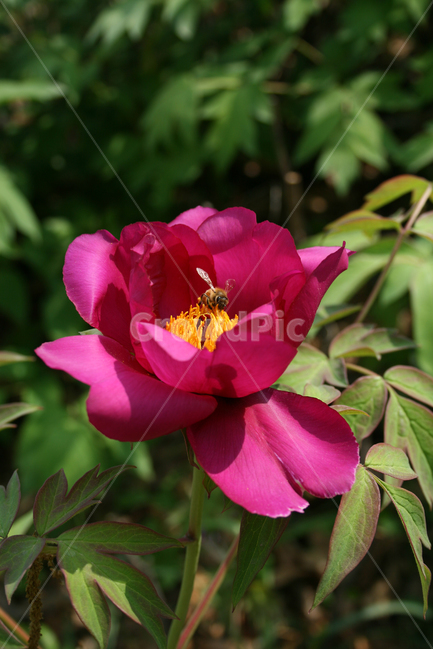 식물,flower,꽃,모란,붉은꽃,벌,식물,자연,plants,nature,꽃,flower,동물,animal,곤충,벌레,insect,bug