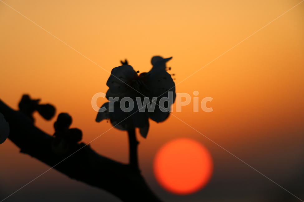 자연,풍경,꽃,기다림,매화꽃,가족,식물,자연,plants,nature,꽃,flower,실루엣,그림자,silhouette,shadow