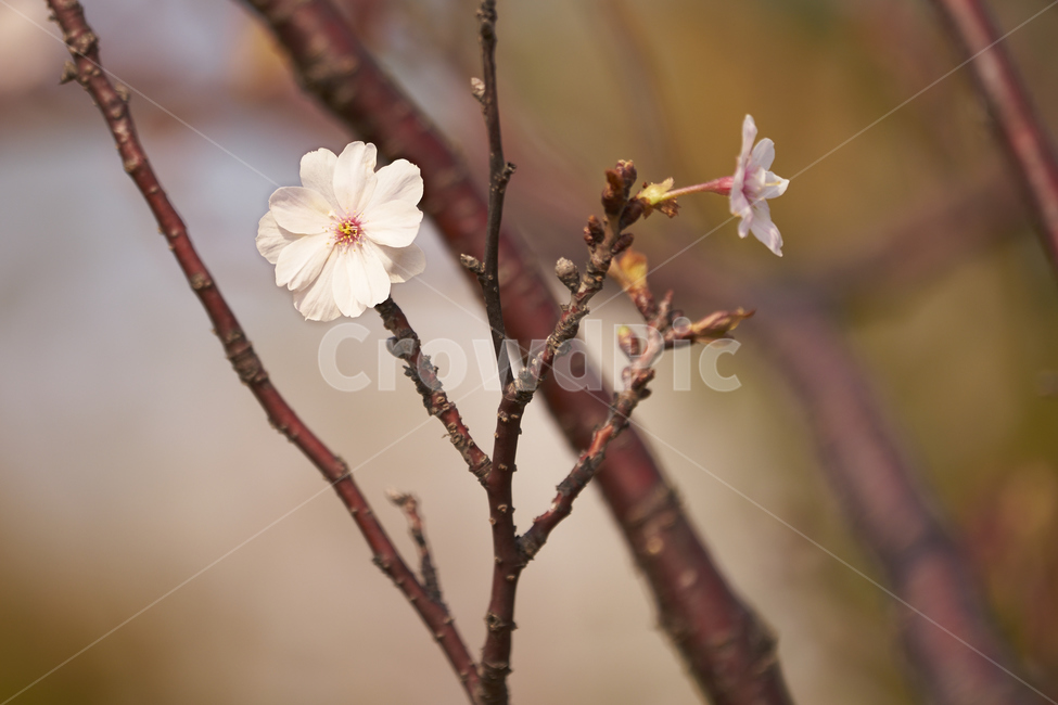 매화,매화나무,꽃,흰꽃,아웃포커싱,식물,자연,plants,nature,꽃,flower
