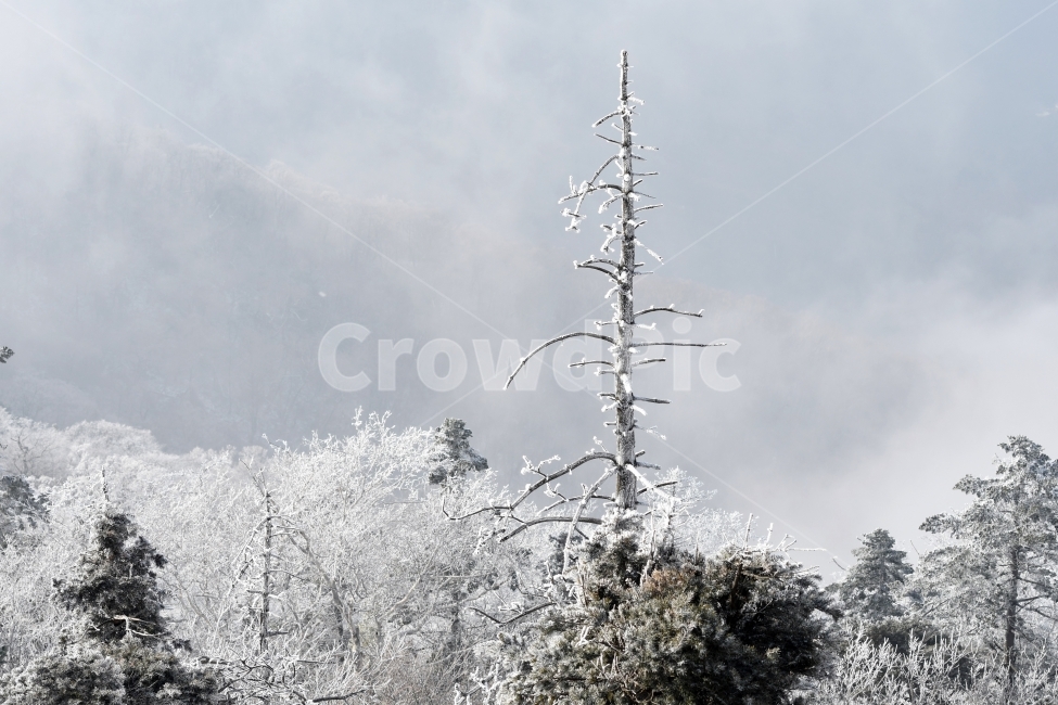 눈,풍경,겨울,눈꽃,상고대,바람,서리,추위,산,나무,겨울,계절,winter,season,자연,풍경,nature,landscape,outdoors,옥외,frost,snow
