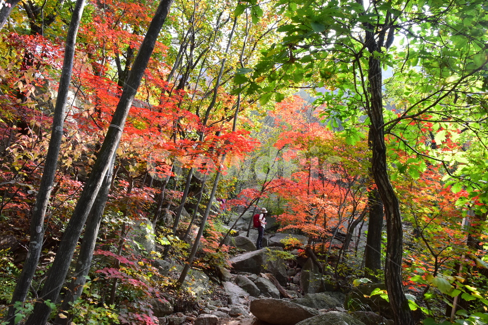 가을,단풍,자연,풍경,북한산,잎,단풍잎,붉은,나무,계절,계곡,숲,힐링,plant,fall,autumn,season,forestnature,landscape,한국자연풍경,한국자연경관,korea,tree,maple,leaf,가을,계절,fall,autumn,season,자연,풍경,nature,landscape,식물,plants,나무,trees,wood,tree trunk,나무 줄기