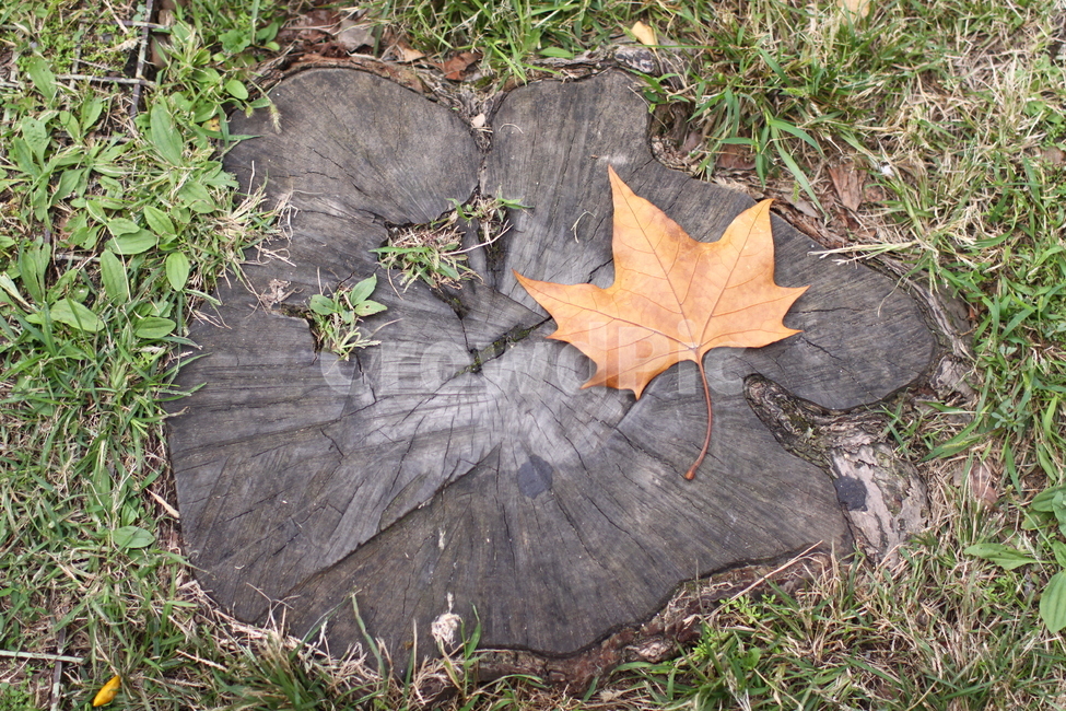 나무,단풀,길가,감성사진,풀,초록,갈색,tree,maple,thesideofavenue,emotionalphotography,grass,green,brown,가을,계절,fall,autumn,season,leaf,잎,plant,식물