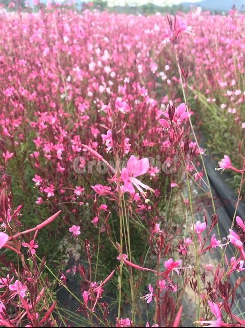 분홍꽃밭,꽃밭,분홍꽃,꽃놀이,꽃축제,식물,자연,plants,nature,꽃,flower