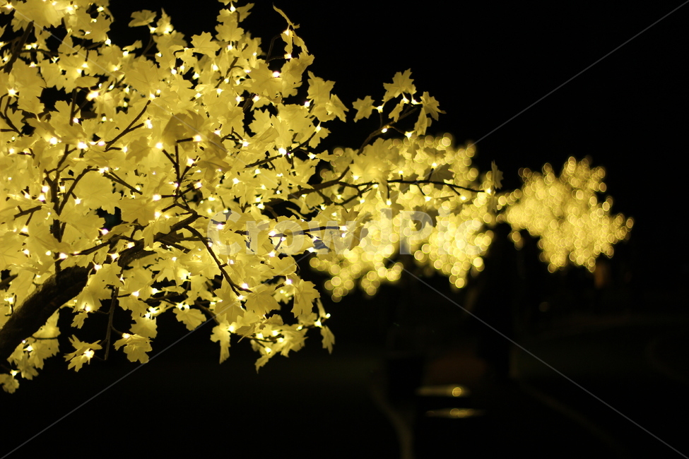야경,야간,조명,나무,불빛,가을,계절,fall,autumn,season,야경,밤,풍경,nightscape,night,landscape,lighting