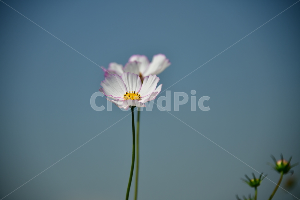 코스모스,가을,자연,꽃,꽃잎,식물,plant,plower,가을,계절,fall,autumn,season,식물,자연,plants,nature,꽃,flower,blossom,daisy,데이지,daisies