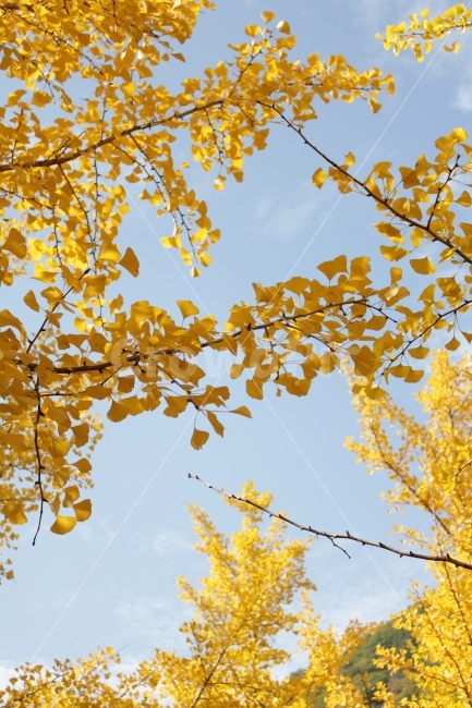 가을,하늘단풍,노란색,하늘색,단풍잎,가로사진,가을,계절,fall,autumn,season,식물,자연,plants,nature,plant
