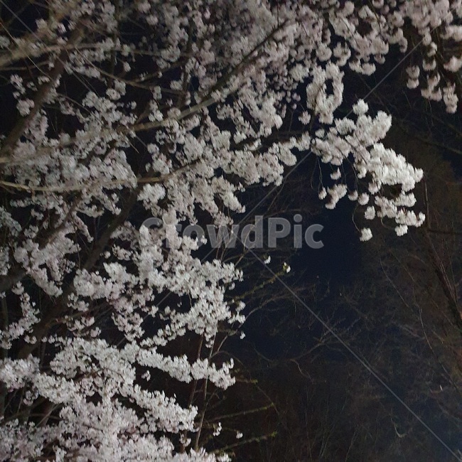 cherryblossom,벚꽃,꽃,blossom,plant