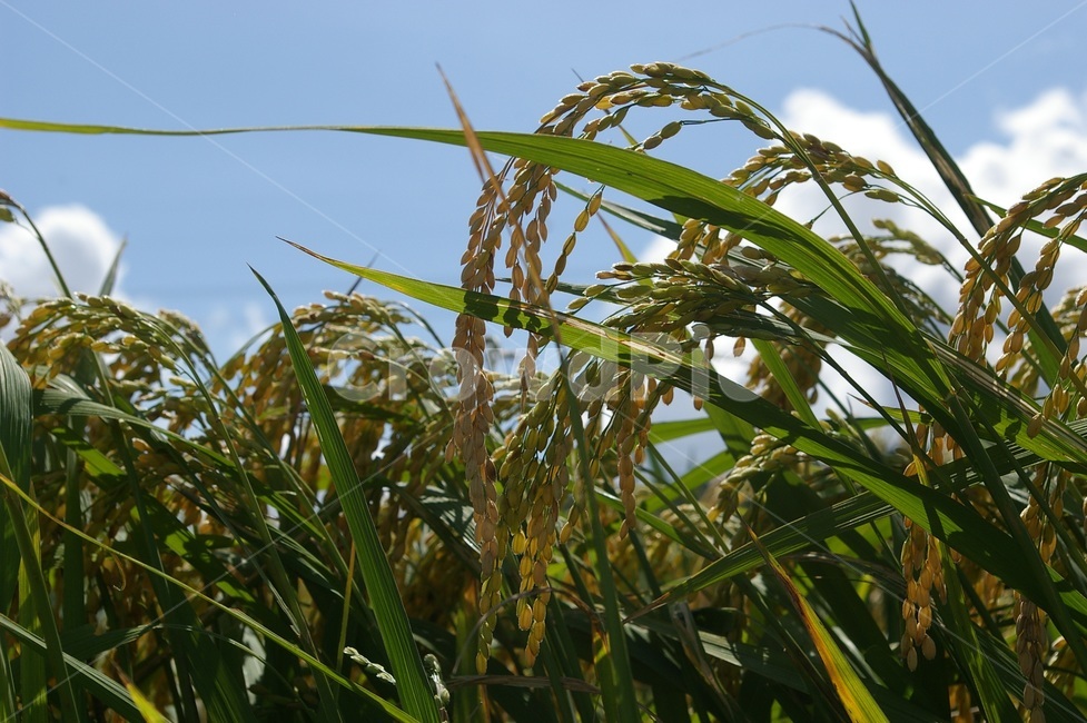 벼,쌀,추수,농사,쌀농사,농촌,산업,industry,industrial,농업,농사,agriculture,farming,farming industry