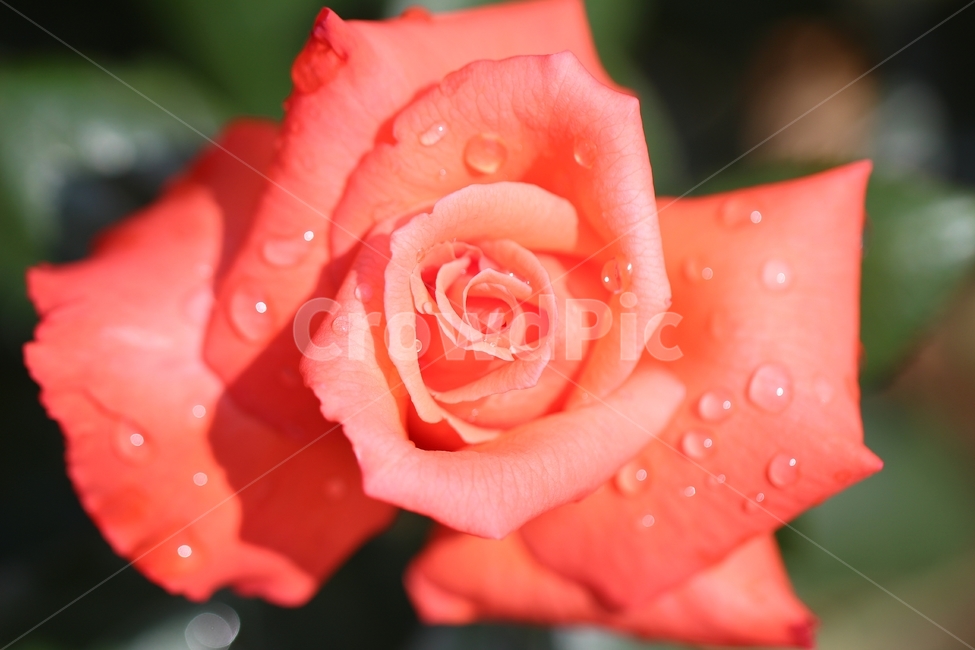 장미,6월,꽃,배경,식물,자연,여왕의꽃,핑크로즈,rose,june,flower,background,plant,natural,foxflower,pinkrose
