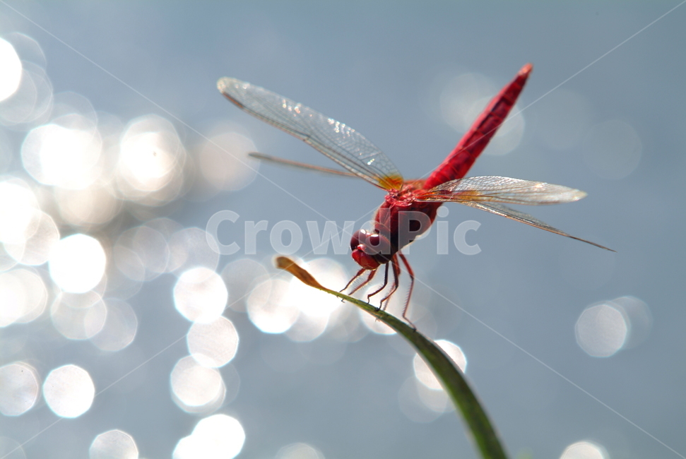 잠자리,고추잠자리,연못,시흥,관곡지,빛망울,반사,드래곤플라이,dragonfly,빨간,식물,자연,plants,nature,동물,animal,곤충,벌레,insect,bug