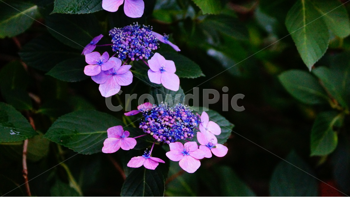 수국,산수국,꽃,꽃사진,태종대,식물,식물,자연,plants,nature,꽃,flower