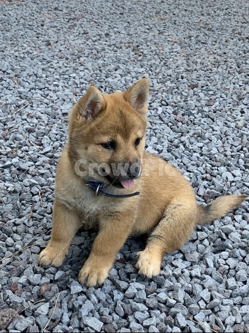 강아지,개,진돗개,황구,어린,멍멍,동물,새끼,귀여운,귀여움,누런,털,동물,animal,포유류,mammal,개,강아지,dog,doggy