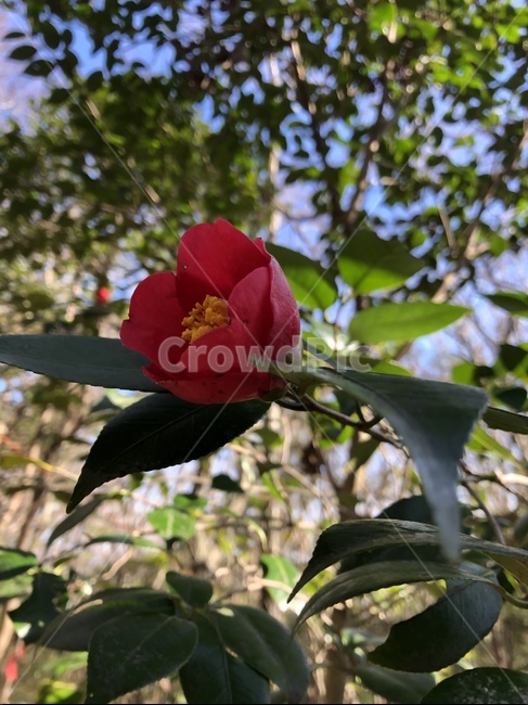 동백꽃,한라산,빨간꽃,제주동백,제주도,plant,식물,꽃,pollen,돈내코,탐방로