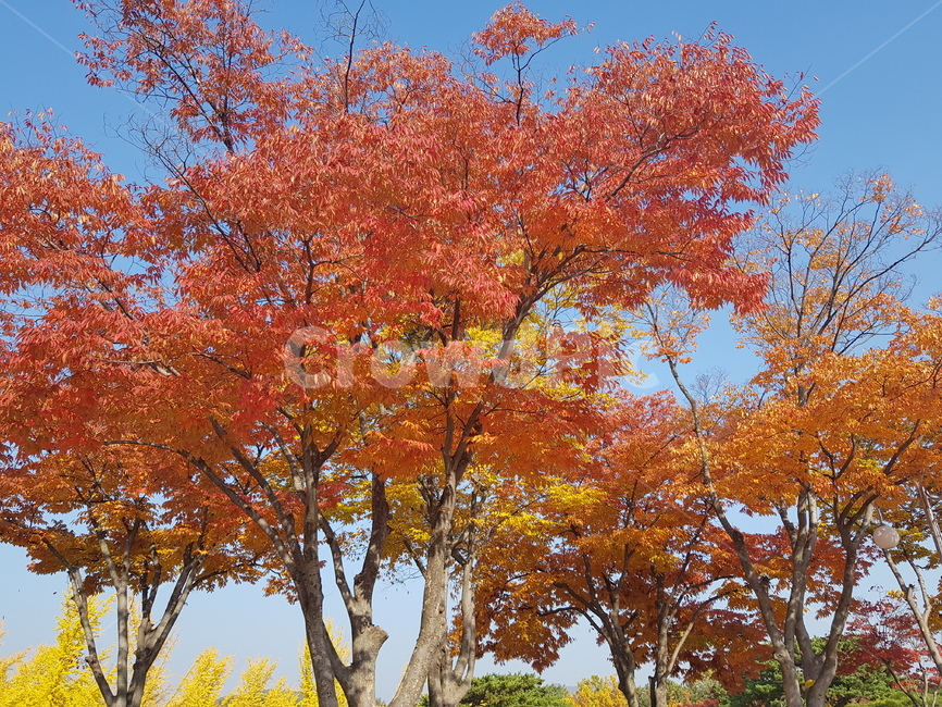 나무,가을,빨간나무,하늘,가을나무,가을,계절,fall,autumn,season,tree,plant,식물,maple,단풍