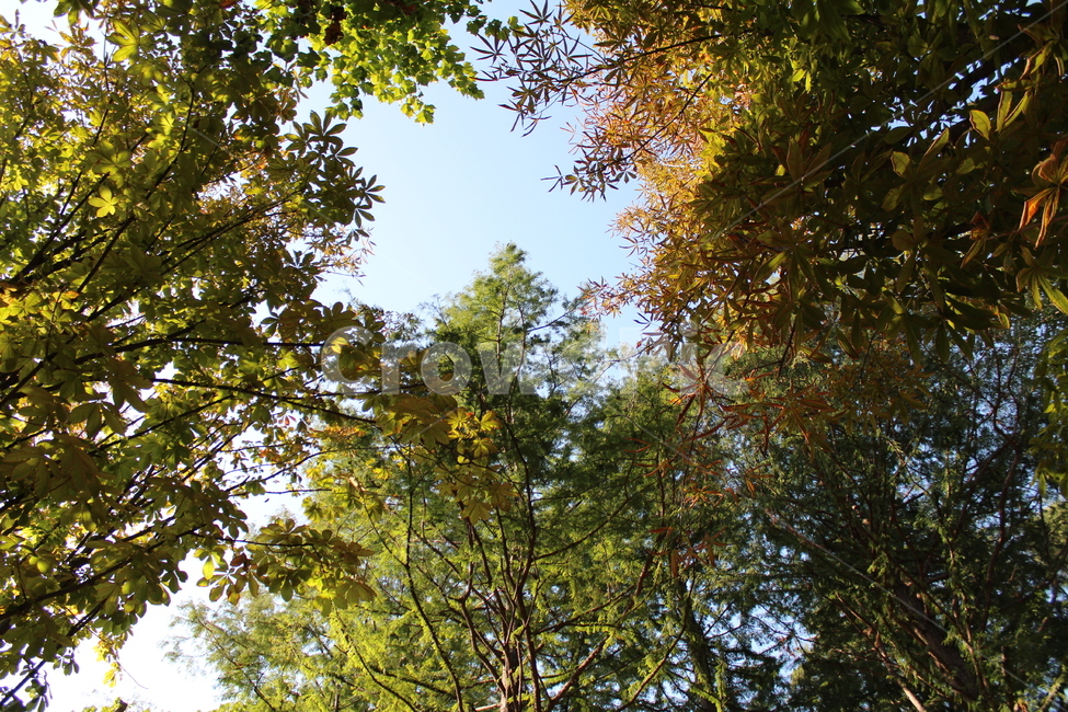 tree,나무,나무줄기,식물,treetrunk,자연,풍경,nature,landscape,plant,tree trunk,나무 줄기