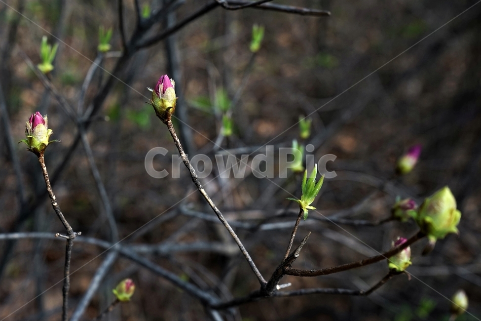 봄,진달래,계절,season,spring,azalea,새순,봄,계절,spring,season,식물,자연,plants,nature,꽃,flower,sprout,새싹,bud,싹,plant,blossom