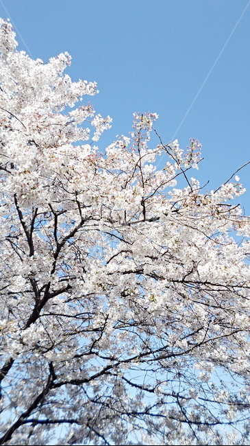 꽃,벚꽃,벚꽃나무,자연,봄,봄,계절,spring,season,plant,식물,flower,blossom