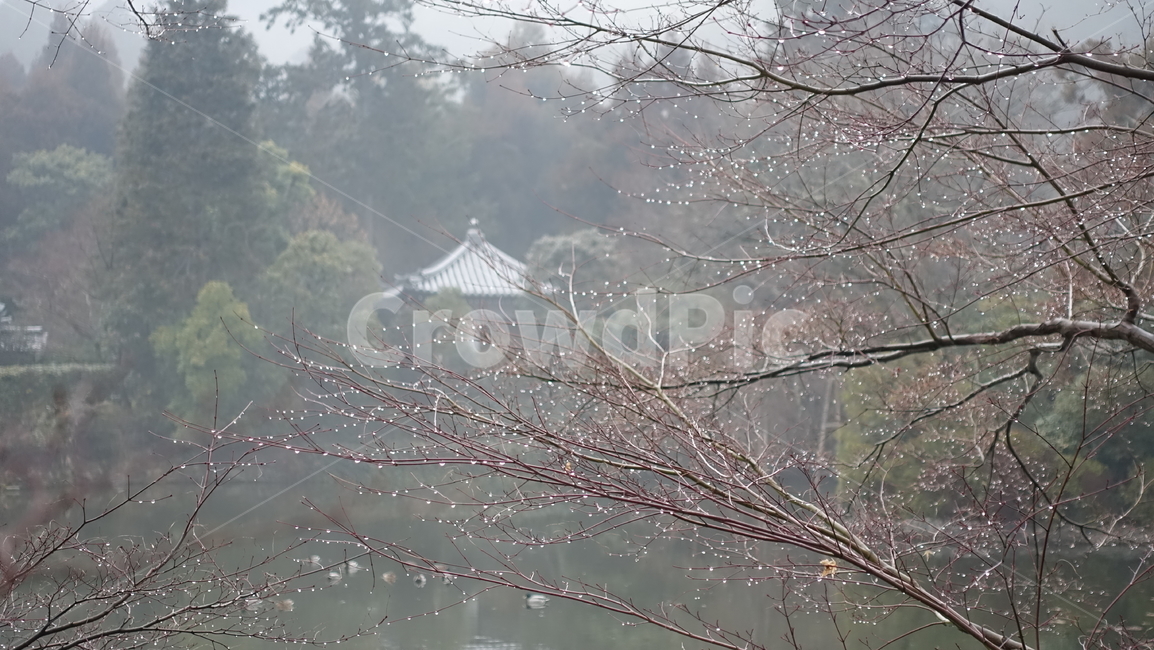 안개,나뭇가지,나무,호수,fog,tree