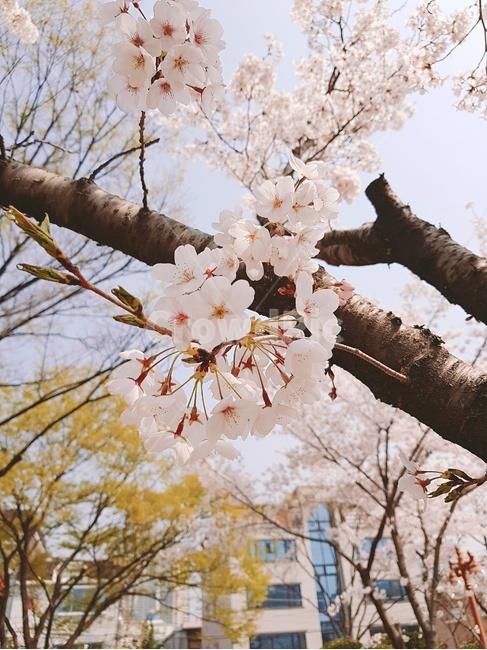 벚꽃,벚꽃축제,벚꽃놀이,벚꽃엔딩,벚꽃산책